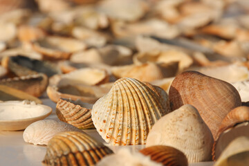 close up of many yellow brown shells