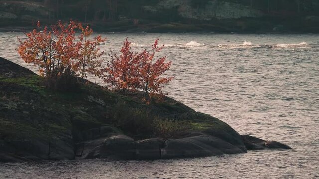 Stone cape, sheepback rock with small autumn trees and the heat of the wave in the sea bay