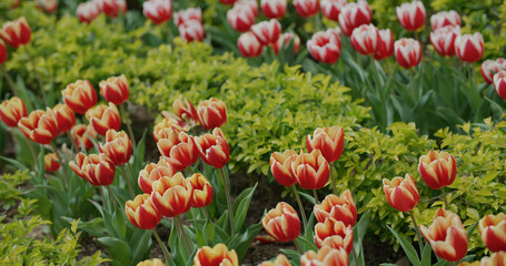Red and yellow tulip flower garden