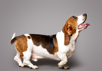 beagle en fondo gris