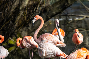 The American flamingo, Phoenicopterus ruber is a large species of flamingo