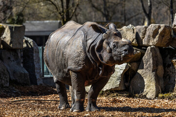 Fototapeta premium The Indian Rhinoceros, Rhinoceros unicornis aka Greater One-horned Rhinoceros