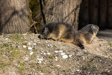 Alpine marmot, marmota marmota, in a German park