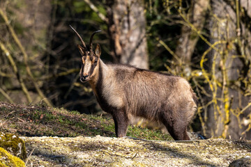 Fototapeta premium Apennine chamois, Rupicapra pyrenaica ornata, is living in Italy and Spain