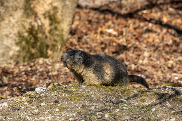 Alpine marmot, marmota marmota, in a German park
