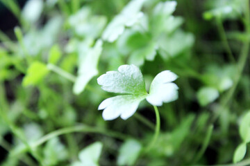 Fresh green young parsley leaf grown at home