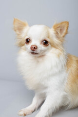 Chihuahua blanco y dorado