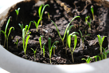 Young seedling of spinach growing in pot on windowsill . Green seedlings aromatic herb. Gardening concept. selective focus