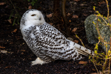 The Snowy Owl, Bubo scandiacus is a large, white owl of the owl family