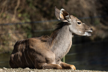 The common eland, Taurotragus oryx is a savannah antelope