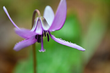 雨に濡れたカタクリの花