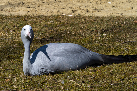 The Blue Crane, Grus paradisea, is an endangered bird
