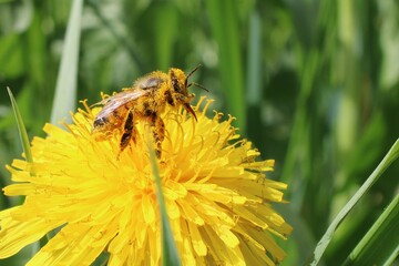 bee on dandelion