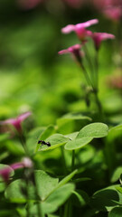 Obraz na płótnie Canvas little ant on green leaf