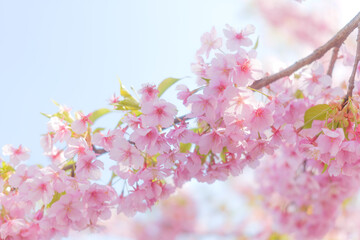 Cherry blossom petals swaying in the breeze in the spring sunshine