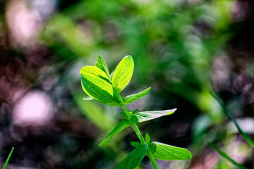 young grass in bright light