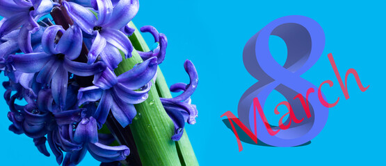 Hyacinth common or Dutch hyacinth flowers on a soft blue background. The concept of hello spring. Minimal concept. Postcard, Floral background, the inscription on March 8