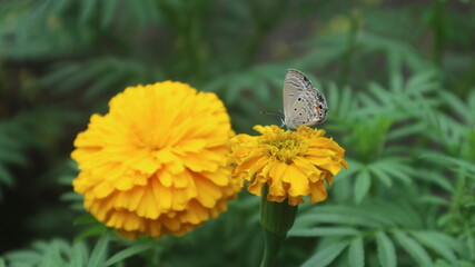 butterfly on flower