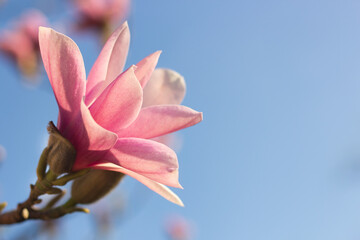 Close-up of a pink Magnolia Grandiflora, umbrella tree flower, against a pastel blue sky with selective focus. Spring branch