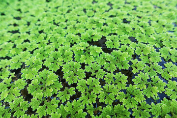 closeup Azolla caroliniana or Mosquito fern, Water fern. It is a small aquatic plant in the family...