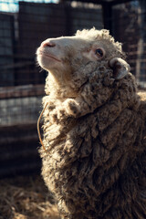 adult lamb close-up in a cage with straw outdoors