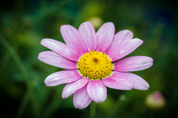 Isolated purple daisy flowers, pink Chrysanthemum Daisies with dark blurry bokeh