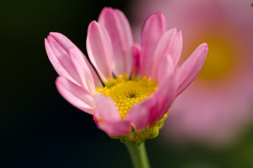 Obraz na płótnie Canvas Isolated purple daisy flowers, pink Chrysanthemum Daisies with dark blurry bokeh