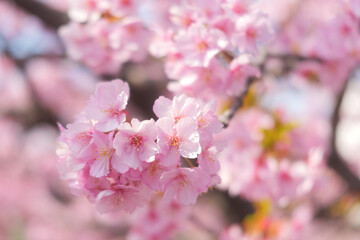 Cherry blossom petals swaying in the breeze in the spring sunshine