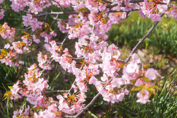 Cherry blossom petals swaying in the breeze in the spring sunshine