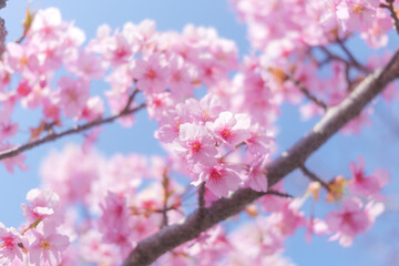 Cherry blossom petals swaying in the breeze in the spring sunshine