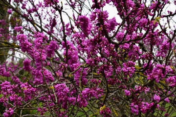 pink flowers in spring