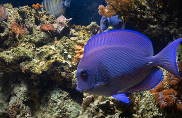 Fototapeta na wymiar Marine Fish in reef aquarium and live rock