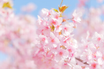 Naklejka na ściany i meble Cherry blossom petals swaying in the breeze in the spring sunshine