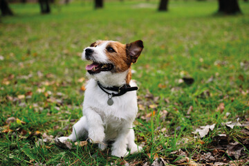Dog in the park, Jack russell