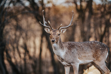 beautiful deer standing in a forest