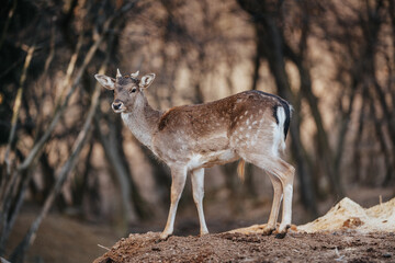 beautiful deer standing in a forest