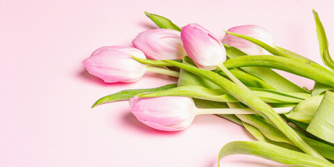 Bouquet of gentle pink tulips on pastel rosy color background