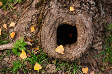 Tree hollow in the old moss-covered stump