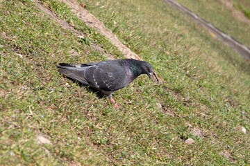 Grey pigeon going down along a downhill lawn in a sunny day, side view.