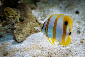Marine Fish in reef aquarium and live rock