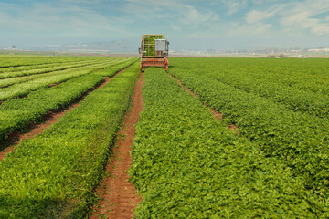 Agriculture machinery chops herbs in a green agricultural field.
