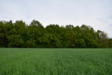 green field and blue sky