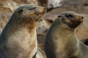Curious seals enjoying the sun on the beach