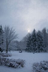 Obraz premium snow covered trees