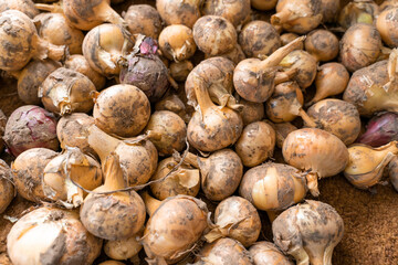 a lot of freshly picked dirty onions close-up. vegetable background