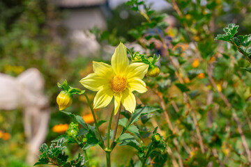 yellow peony flower in garden. Peony bloom in Park.