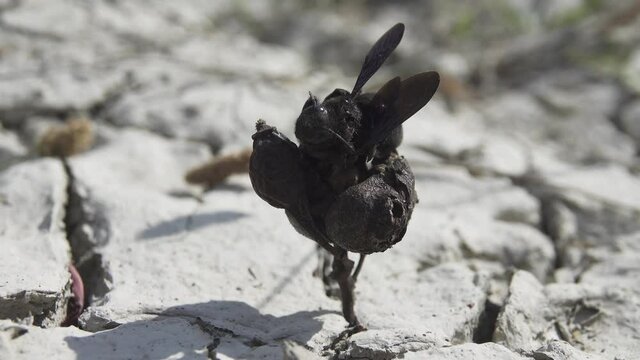 Dead insects. Carpenter bee died in a dry place, dry seed box