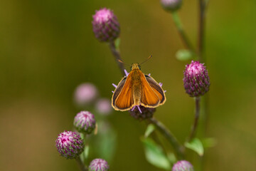 Braunkolbiger Braun-Dickkopffalter an einer Distel	