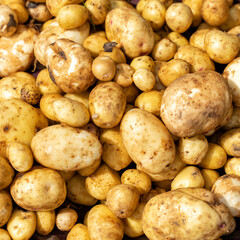 fresh oranic potatoes close-up. vegetable background