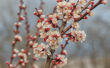 many blooming white flowers on a tree on a blurred background